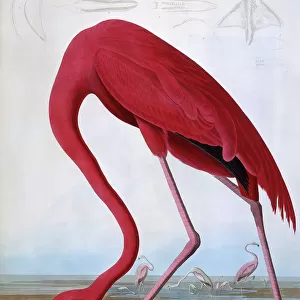 Popular Themes Fine Art Print Collection: Birds