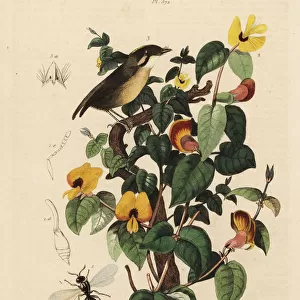 Passerines Poster Print Collection: Gnateaters