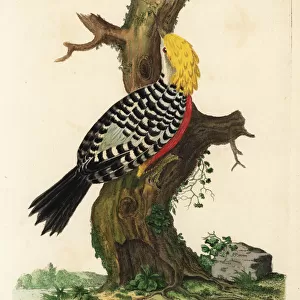 Woodpeckers Collection: Blond Crested Woodpecker