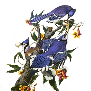 Crows And Jays Poster Print Collection: Blue Jay