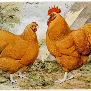 Birds Premium Framed Print Collection: Chicken