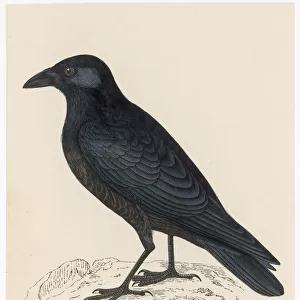 Crows And Jays Poster Print Collection: Carrion Crow