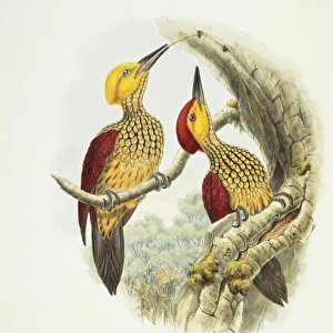 Woodpeckers Collection: Buff Spotted Flameback