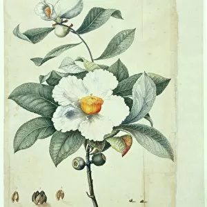 Portraits Canvas Print Collection: Botanical illustrations