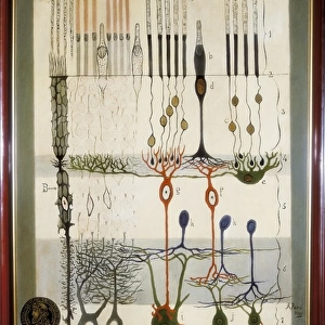 Scientists Fine Art Print Collection: Santiago Ramon y Cajal