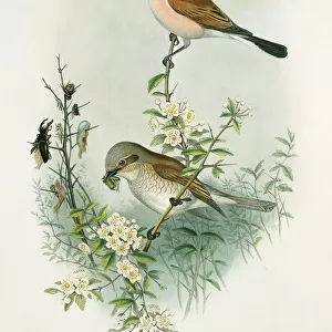 Passerines Photographic Print Collection: Butcherbirds
