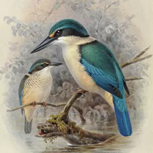 Birds Premium Framed Print Collection: Coraciiformes