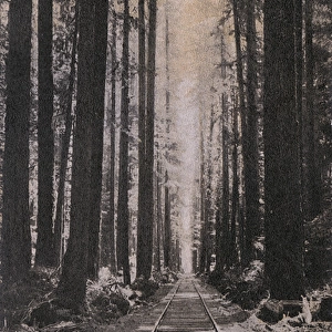 Railway through trees near Elbe, Washington, USA