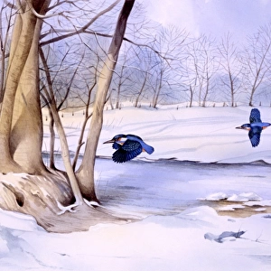 Winter landscape with two kingfishers