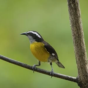 Passerines Poster Print Collection: Bananaquit