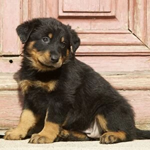 Beauceron Dog Puppy