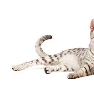 Cats (Domestic) Collection: Egyptian Mau