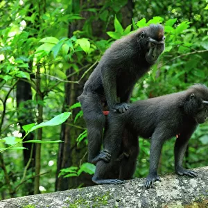 Cercopithecidae Collection: Celebes Crested Macaque