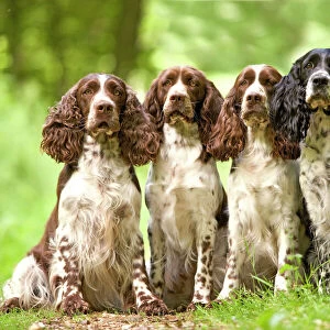 Gundog Collection: Related Images