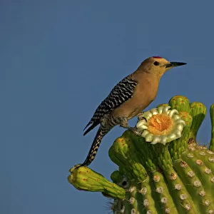 Woodpeckers Collection: Gila Woodpecker