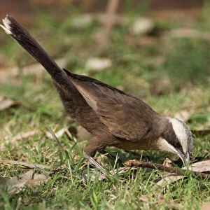 Passerines Photographic Print Collection: Australasian Babblers