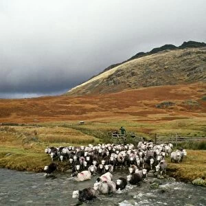 Farm Collection: Sheep