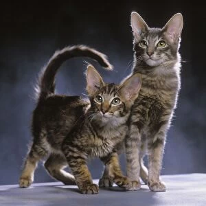 Oriental Longhaired / Mandarin Cat