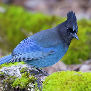 Crows And Jays Premium Framed Print Collection: Stellers Jay