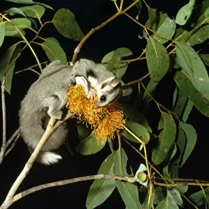 Sugar Glider - feeding on flower Australia