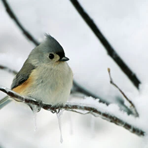 True Tits Collection: Tufted Titmouse