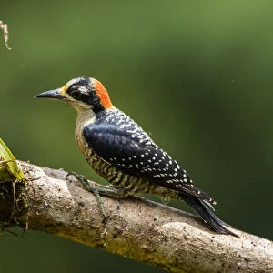 Woodpeckers Collection: Black Cheeked Woodpecker
