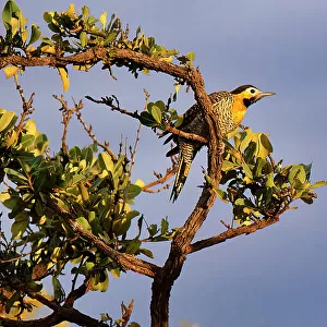 Woodpeckers Collection: Campo Flicker