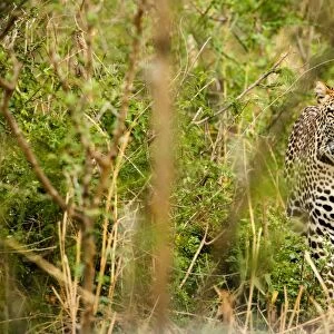 Leopard in Ugandas Murchison Falls National Park, Uganda, Africa