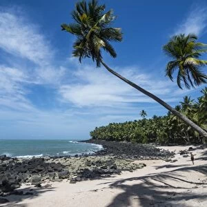 Palm tree on a white sand beach on Saint Joseph Island, Iles du Salut, French Guiana