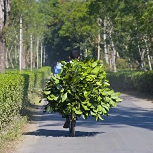 Worker brings tea on his bicycle back home, Assam, India, Asia
