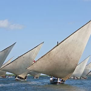 Kenya. Mashua sailing boats participating in a race off Lamu Island