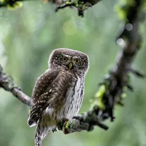Owls Collection: Eurasian Pygmy Owl