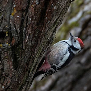 Woodpeckers Collection: Beautiful Woodpecker