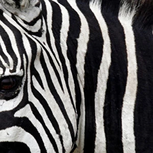 Zebra is seen in Masai Mara game reserve