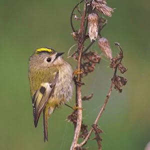 Passerines Photographic Print Collection: Goldcrests