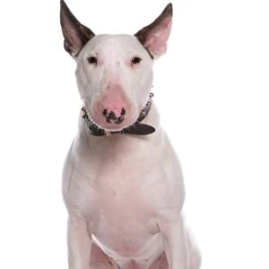 Domestic Dog, Bull Terrier, adult male, sitting, with collar