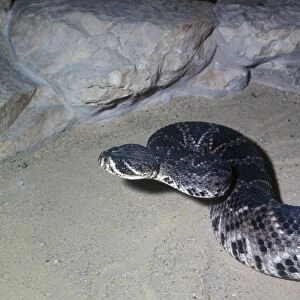 Snake - Rattlesnake Diamondback Eastern (Crotalus adamanteus) Close-up / head raised