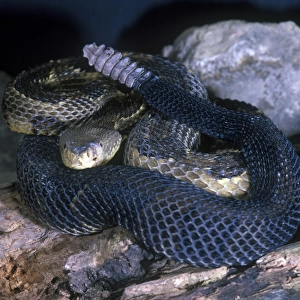 Timber Rattlesnake (Crotalus horridus) On rocks - Yellow phase