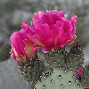 Beacertail cactus (Opuntia basilaris) in bloom, Anza-Borrego Desert State Park, California
