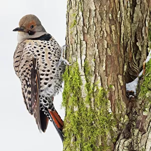 Woodpeckers Collection: Bay Woodpecker