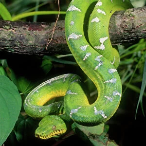 Tree Snake Collection: Northern Tree Snake