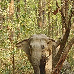 Indian Elephant coming out of Sal forest, Corbett National Park, India