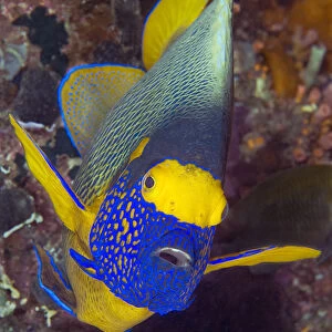 Indonesia, Papua, Raja Ampat. Frontal view of angelfish