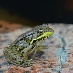 Killarney Provincial Park. Green frog at edge of pond