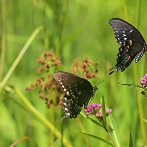 Spicebush Swallowtail male and female courtship on Swamp Milkweed, Marion County, Illinois. (Editorial Use Only)