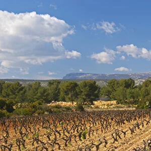 View over the vineyard in spring towards the Ste Baume mountains. Grenache Domaine