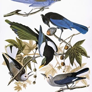 Crows And Jays Poster Print Collection: Clarks Nutcracker
