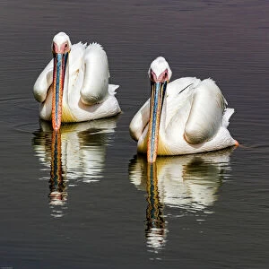 Birds Photographic Print Collection: Pelicans