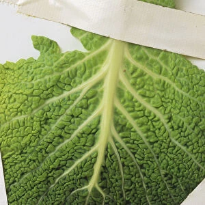 Cabbage leaf, close-up