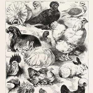 The Poultry, Pigeon, and Rabbit Show at the Crystal Palace, London, Uk; Fantail, Bart